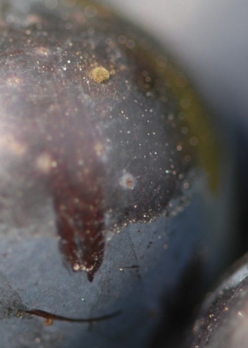 Saint Laurent Beere Botrytis beginnt
